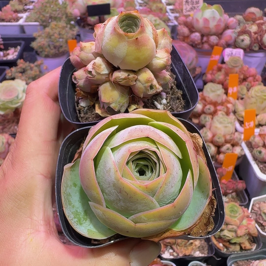 两棵 非偏远包邮玻璃心慎拍