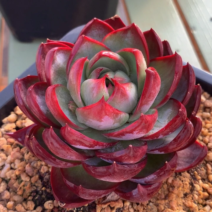 锦鸿仙子，一物一拍