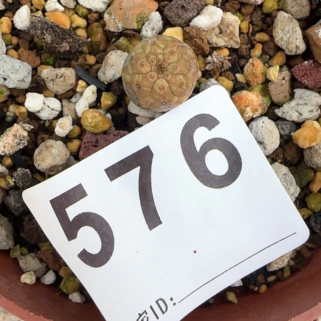 【闪购商品】n***e块根植物布纹球