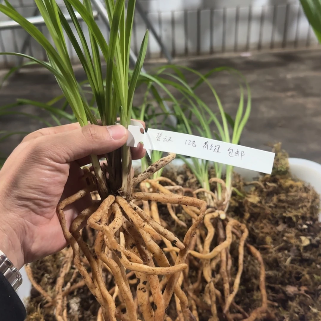 完全开放荷之冠rounuo