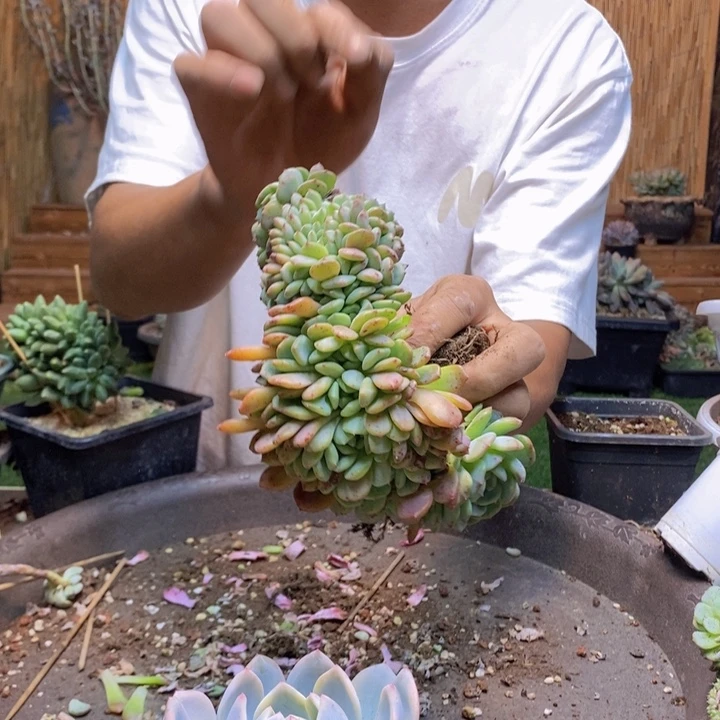 巴***木122号白胖子多肉植物