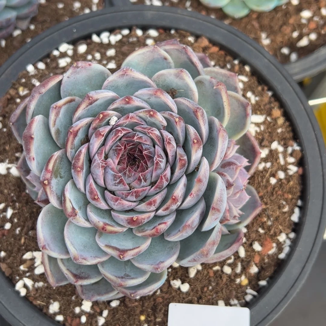 S****g5529肉肉肉肉肉肉肉肉