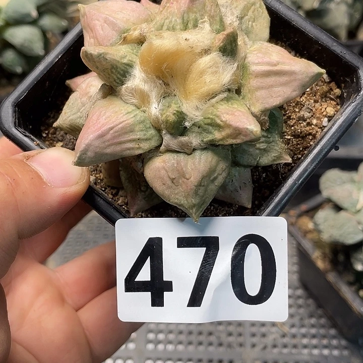 完全开放470龙牙怒锦一个仙人球
