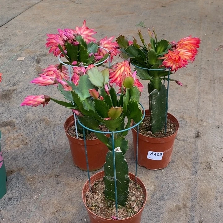 大部分花苞少量开放243嫁接083