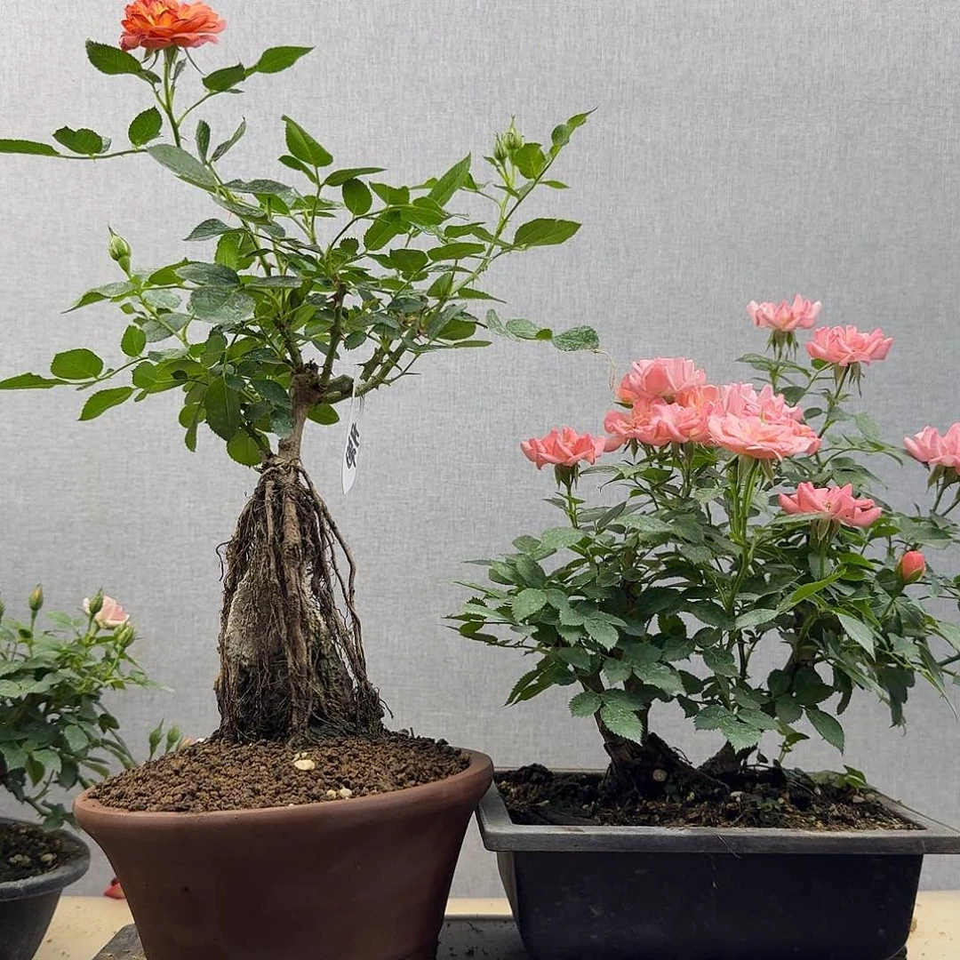 完全开放2222222222