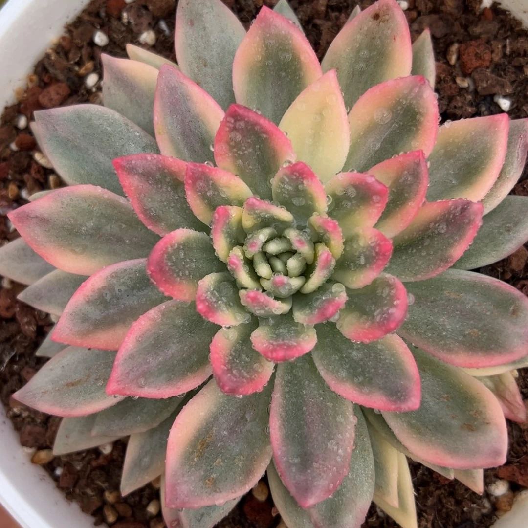 拉菲锦， 多肉植物