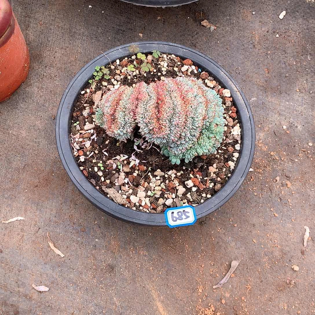 685白胖子 一物一拍多肉