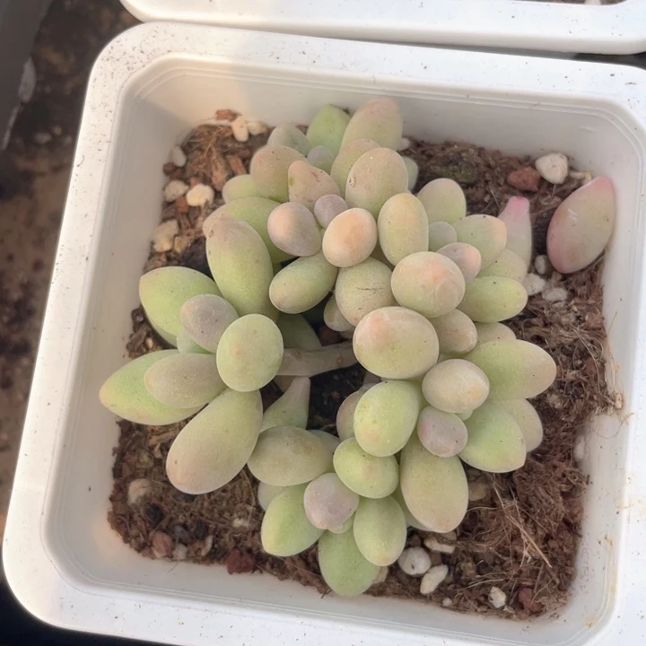 一物一拍满18包邮