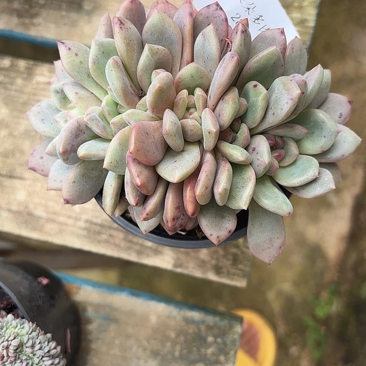 战后287呀呀呀呀呀呀呀雨