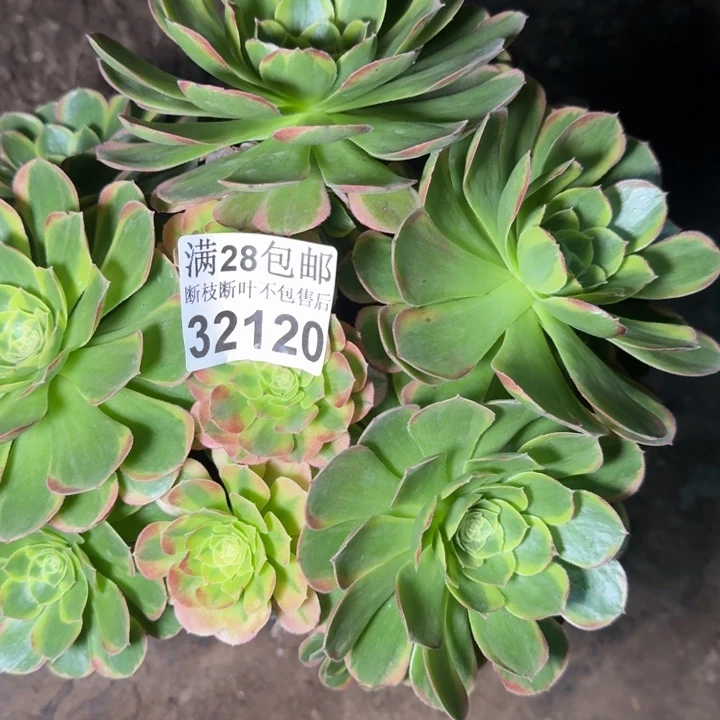 32120奶白多肉植物