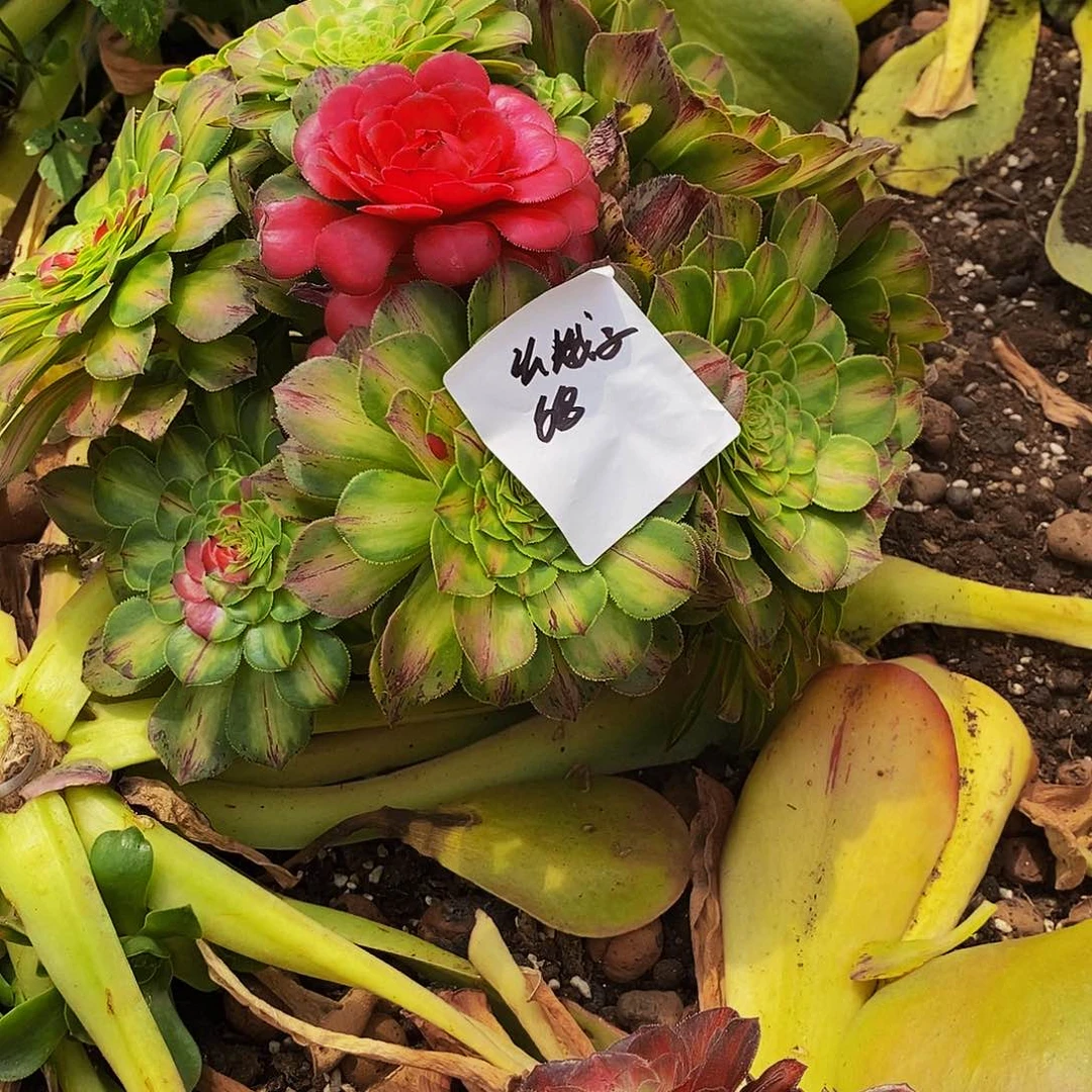 上古园艺多肉植物