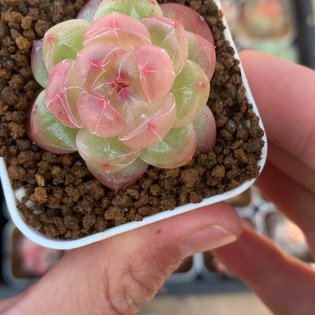 粉色心。           6号