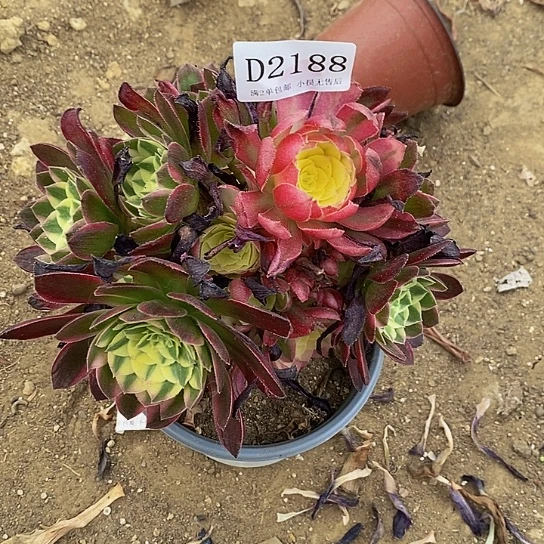 2188玉芙蓉多肉法师锦