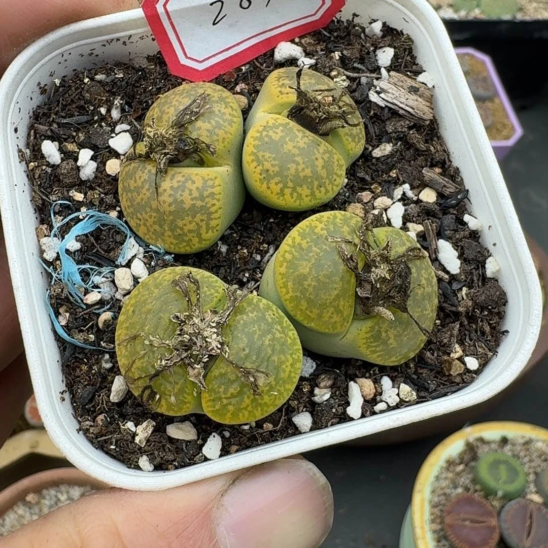 207多肉哈哈哈哈哈哈哈