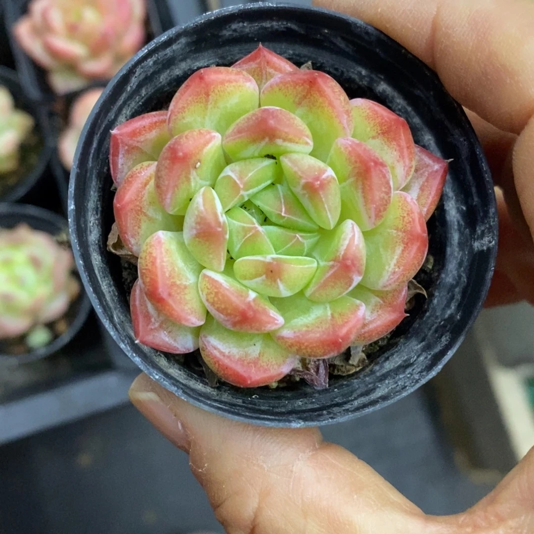 精品多肉一物一拍不包整130
