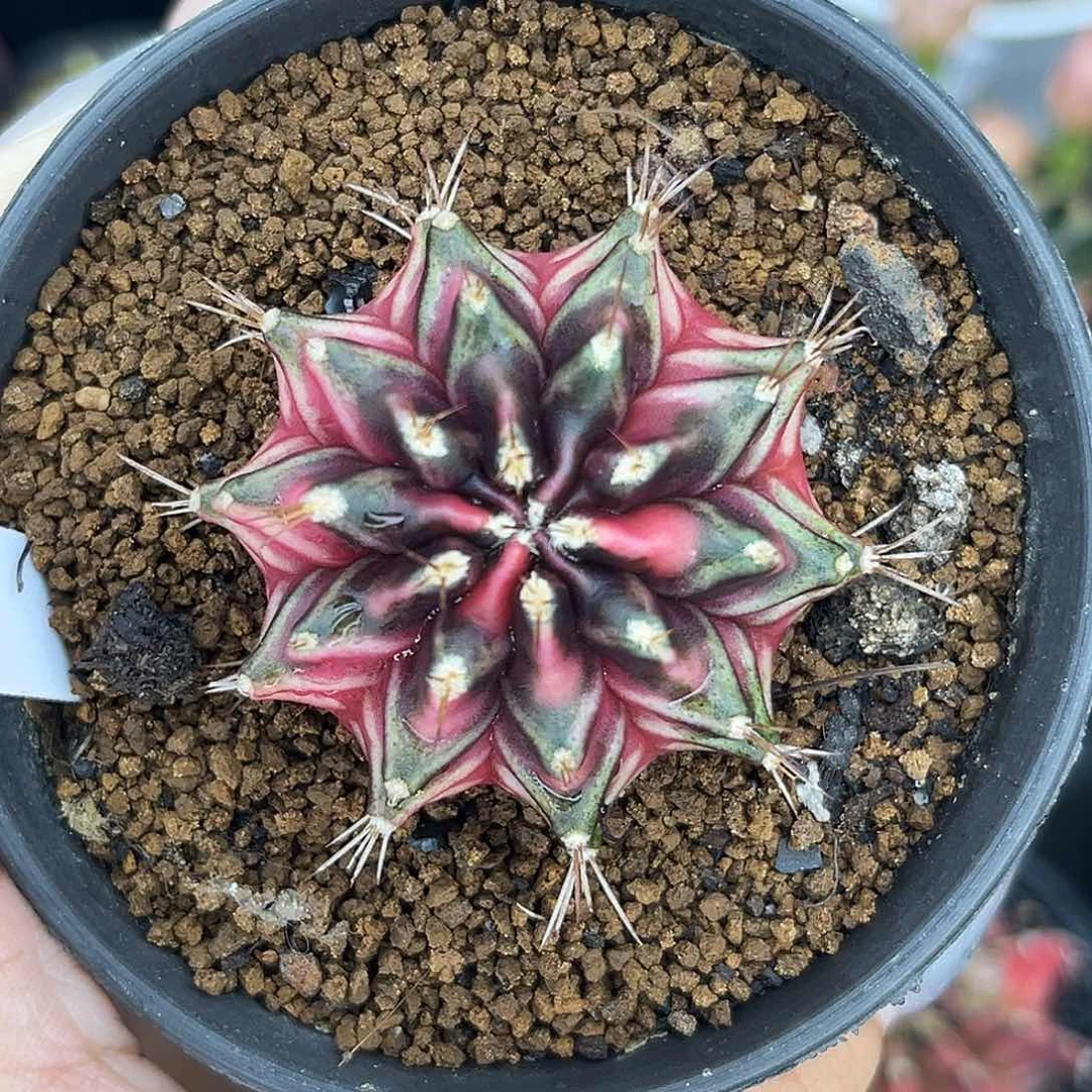 591 泰系米哈锦 带盆土