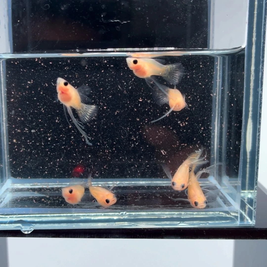 孔雀鱼黄琉璃球长工7条（11）