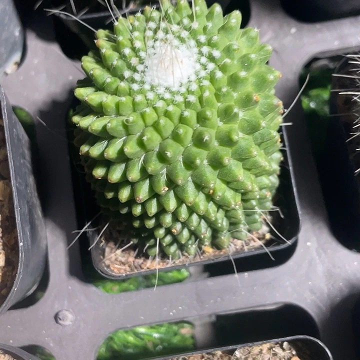 小单头白株丸满25包邮