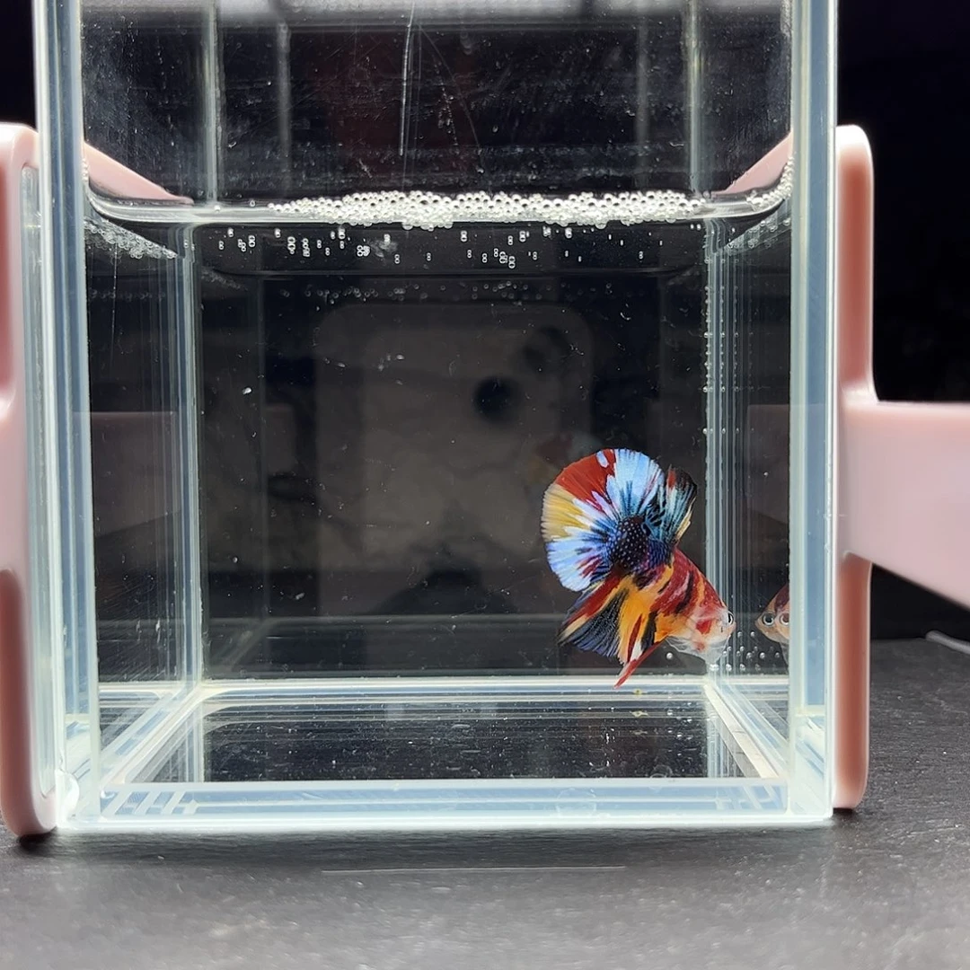 海水鱼宙斯斗鱼竞拍11-19