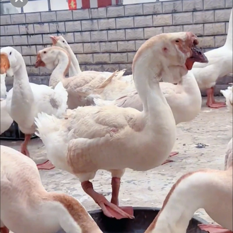 10只散养走地巨型白鹅 肉质鲜美顺丰生鲜冷链包邮发货