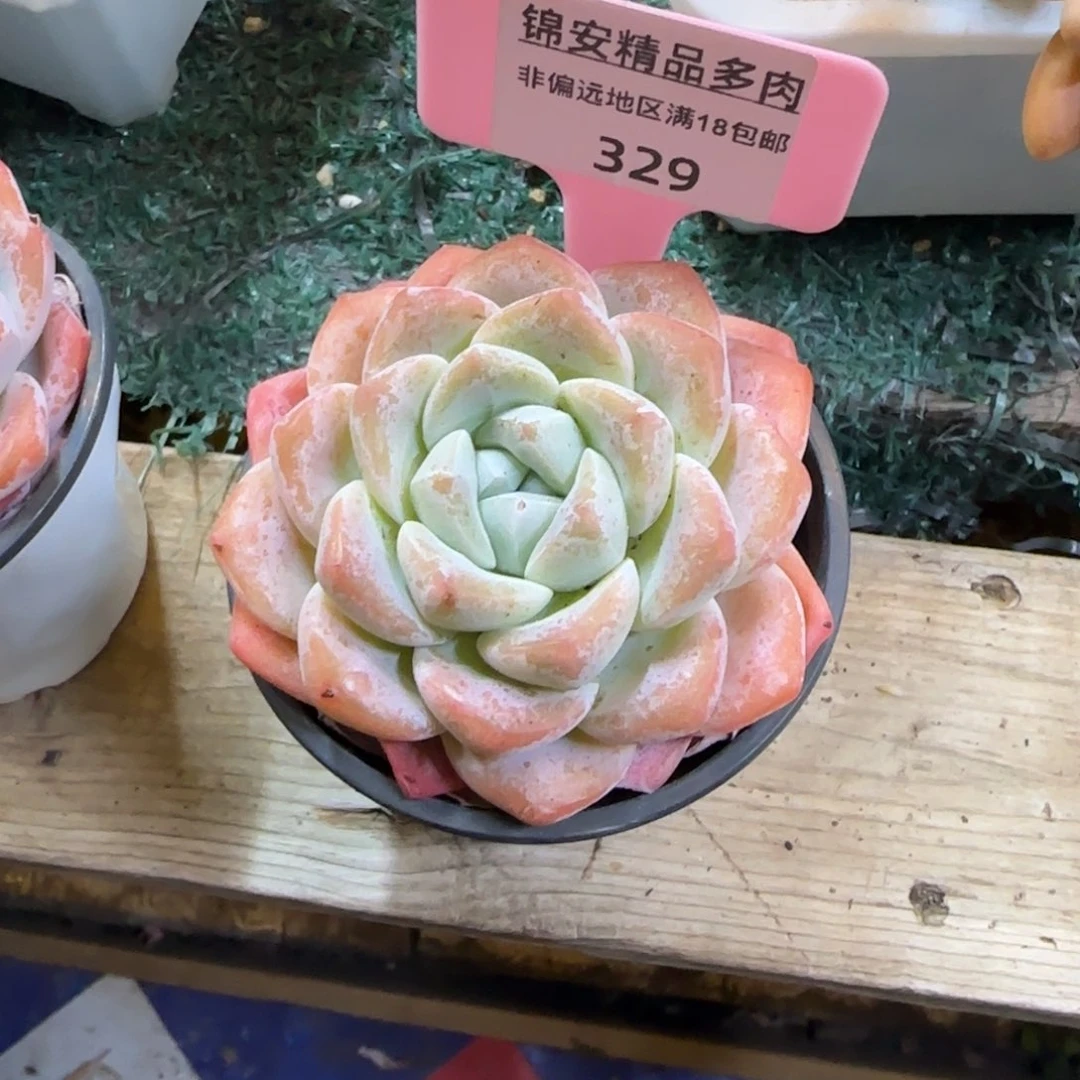 尋*锦安精品多肉编号329