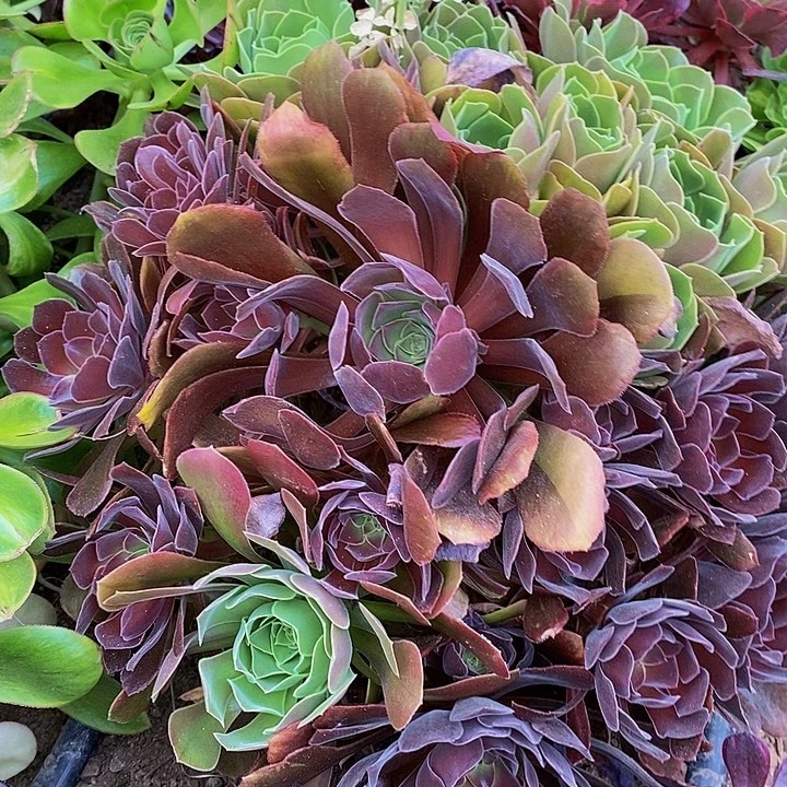 多肉植物保护研究所所长