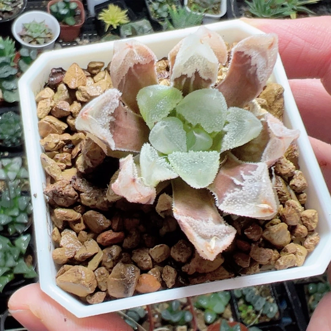 是***呀0864多肉植物一颗