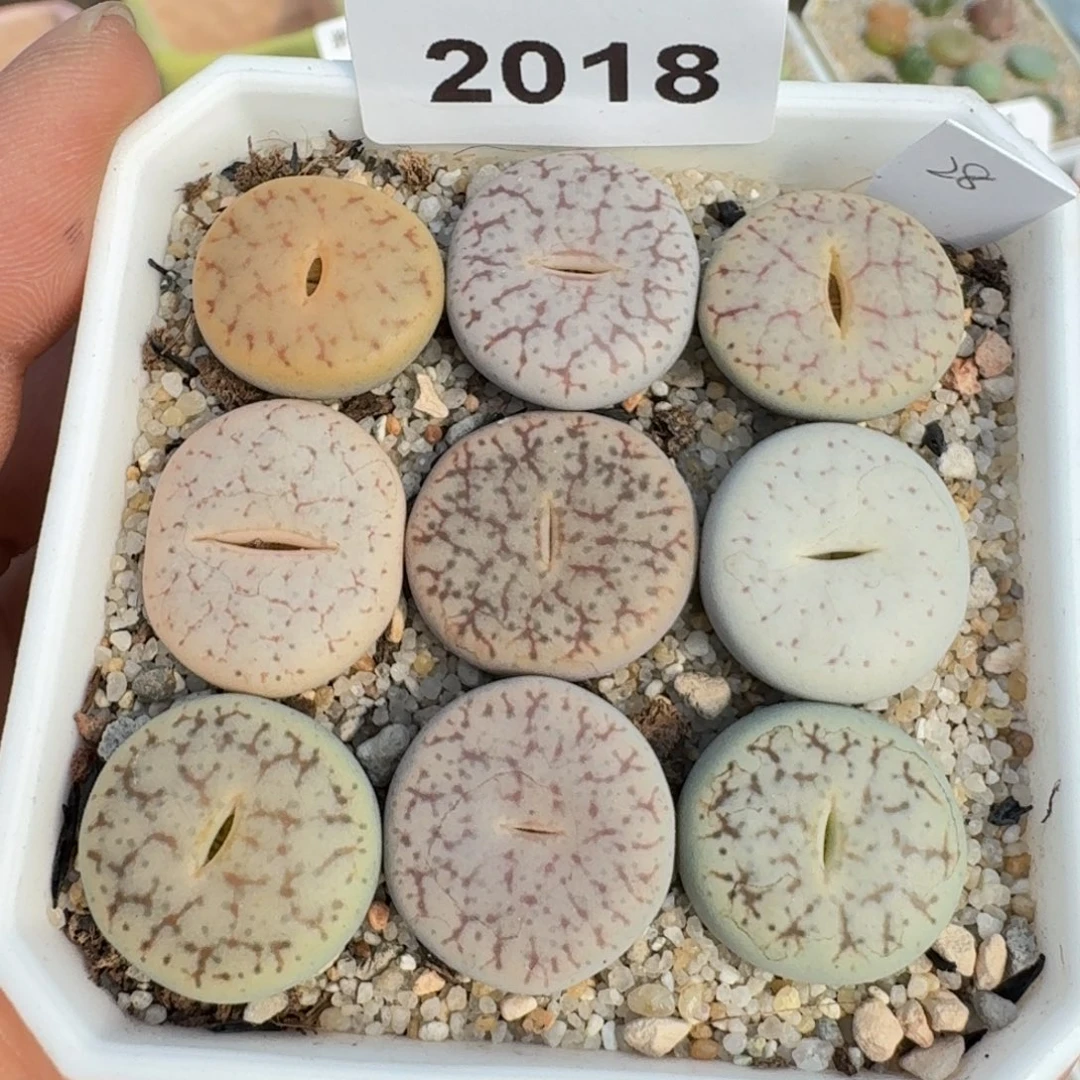 蘑菇蘑菇2018曲玉彩套