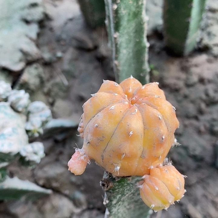 三角苗接兜锦群哈哈