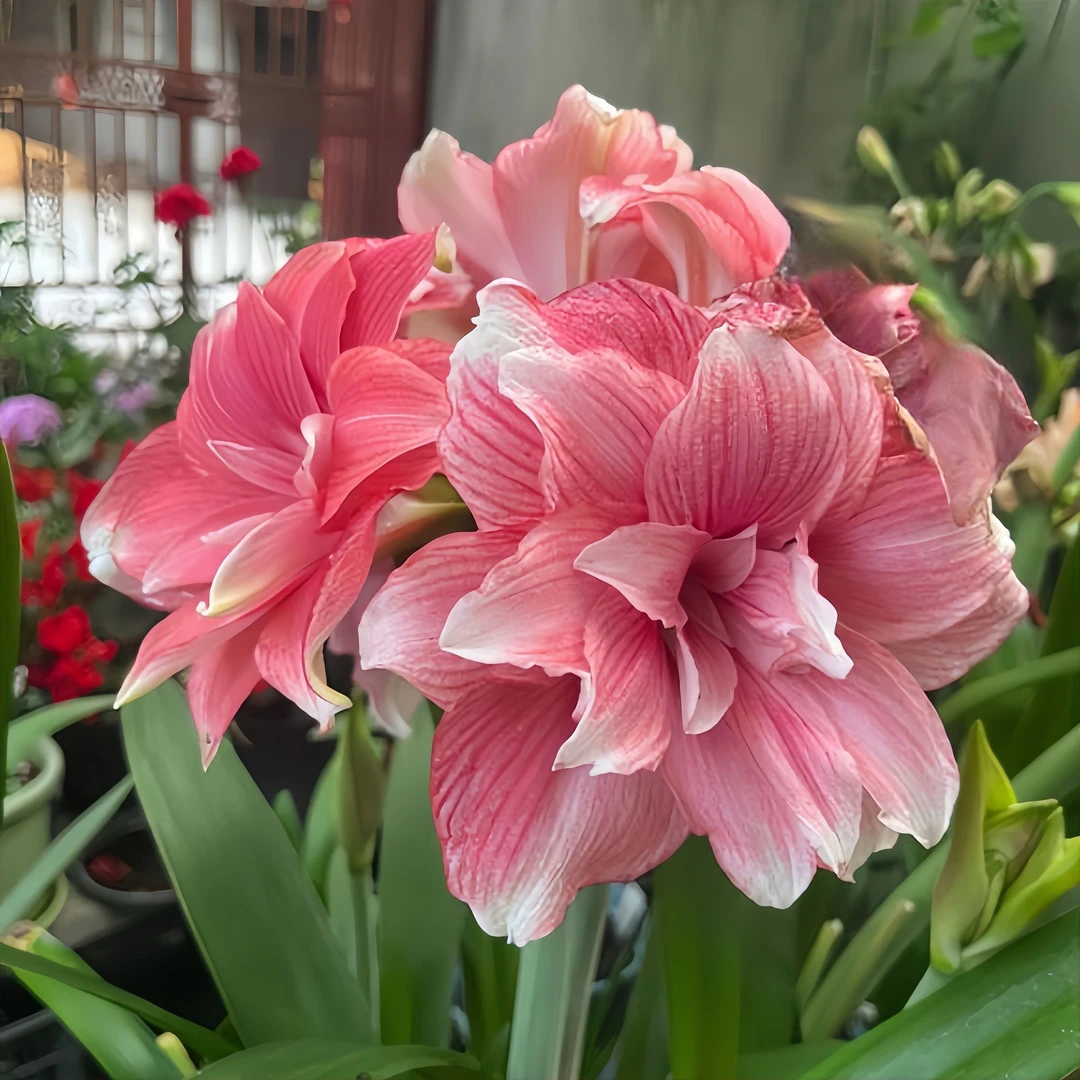 荷兰进口重瓣朱顶红种球双梦阳台室内绿植物开花卉盆栽绿植高级感