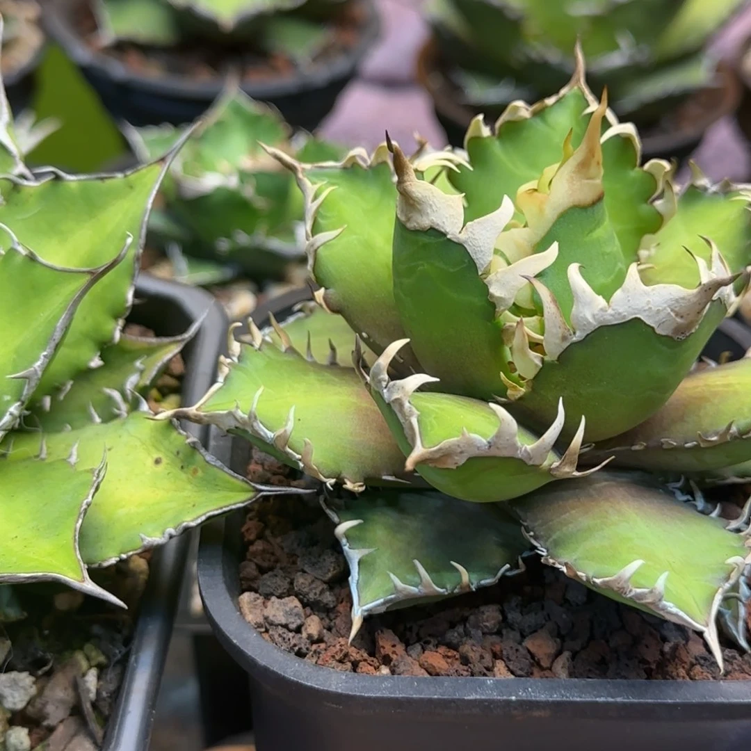 A***u红猫加076两颗啦啦啦