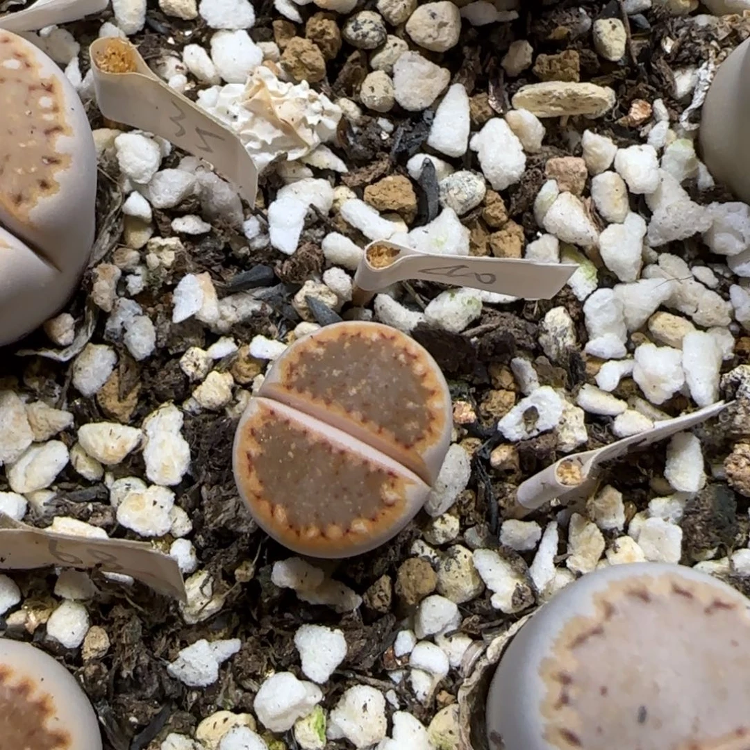 *****12.8。   橙饼干。  2080