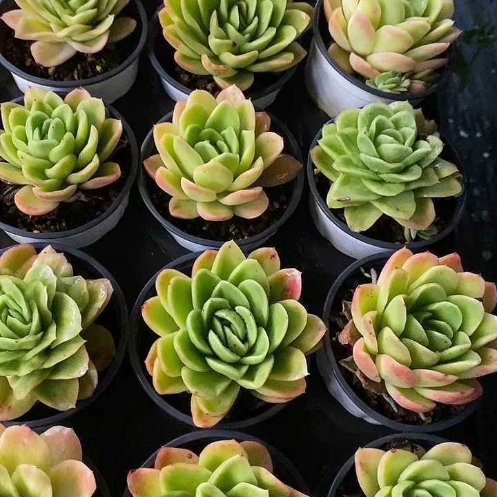 团    单头  冰玫瑰锦