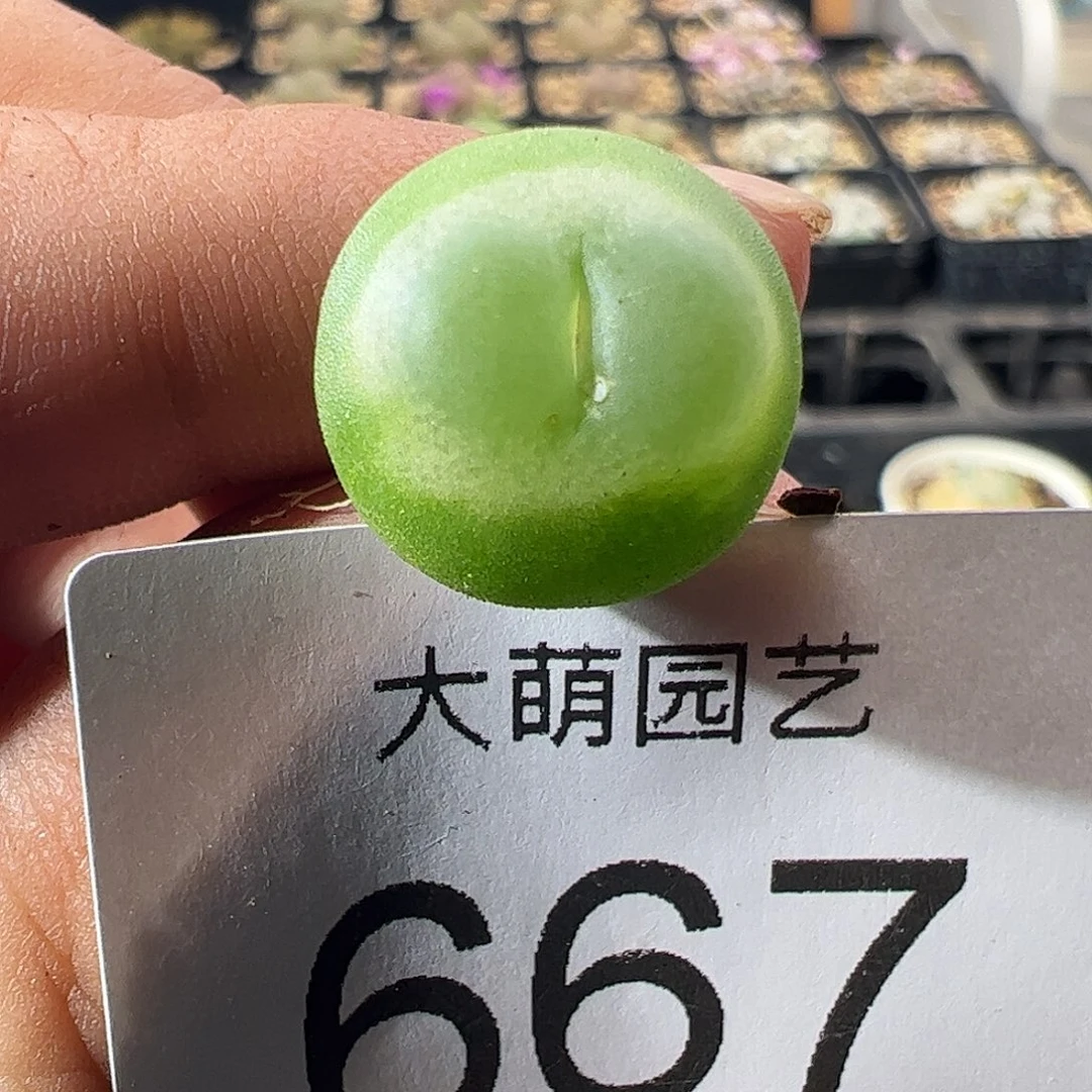 一物一拍。        有疤福利667
