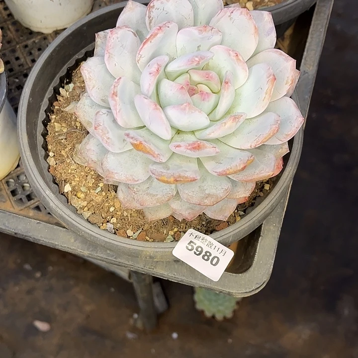 阿雅园艺。        5980梦露