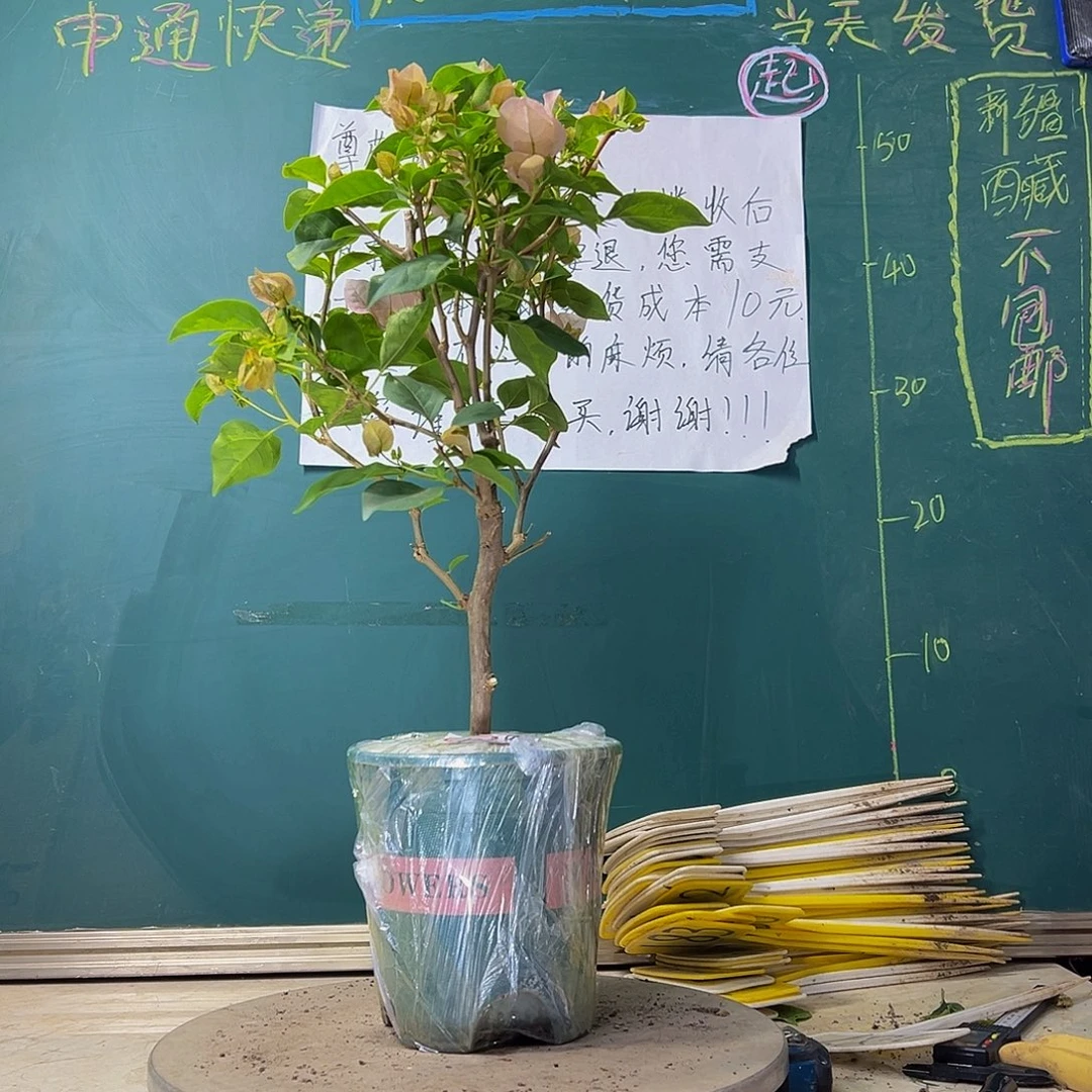 当前无花栽培后可以开花暗斑丽人1238