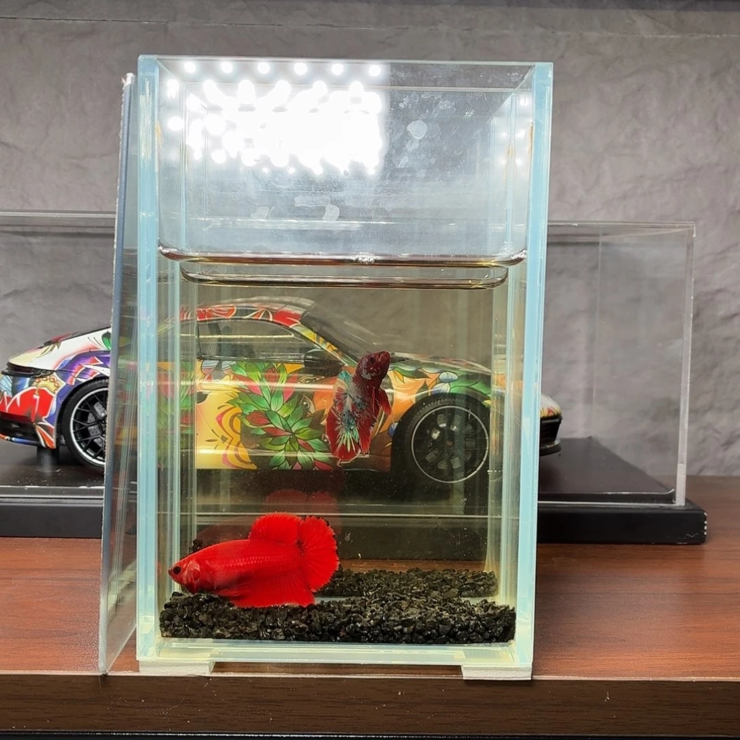 斗鱼纯红将军豆豆眼母鱼