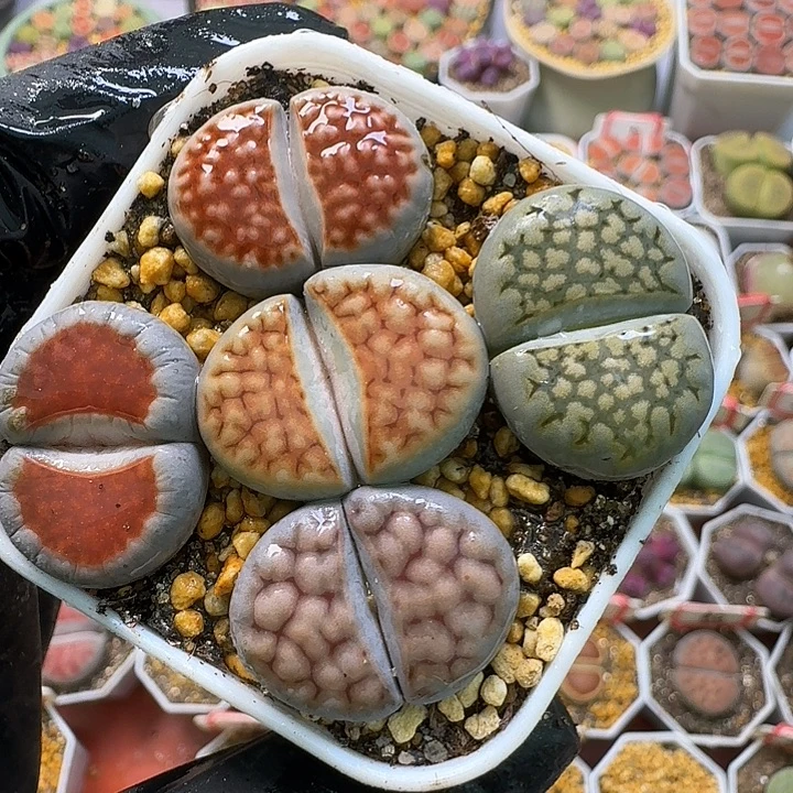 生石花2////。     380号