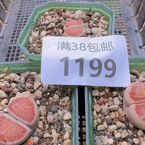 C*1199菊红窗菊花纹带盆土发货