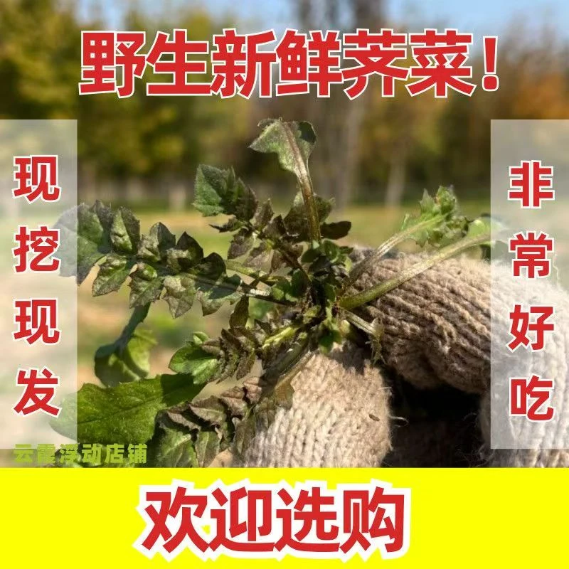 现挖新鲜荠菜露天天然生长可包水饺馄饨的地菜