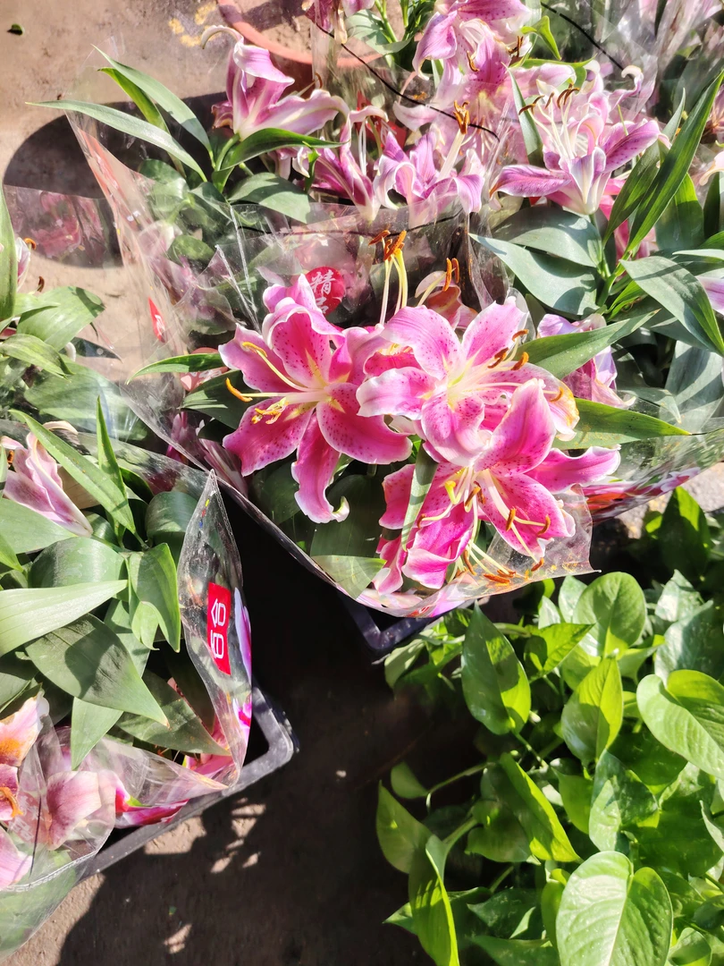 重瓣多头香水百合四季种植耐寒耐高温花卉绿植盆栽
