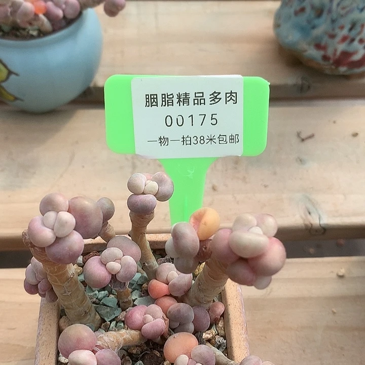 00175凑巧我家的小雨姐姐了
