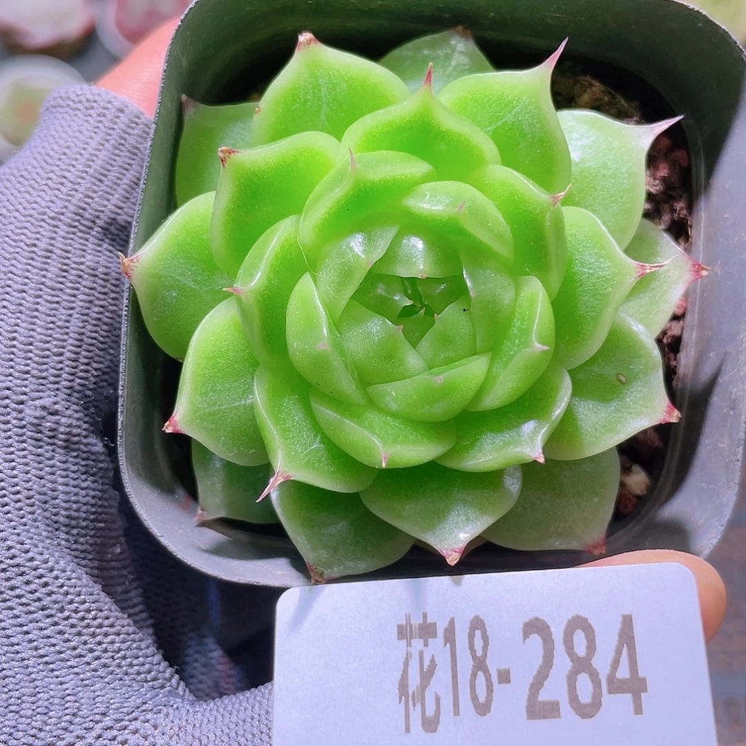 花利美18-284海王