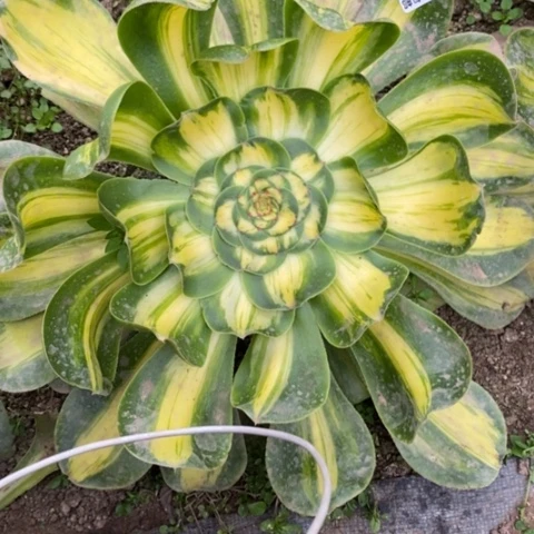 红***a22暴君满25包邮多肉