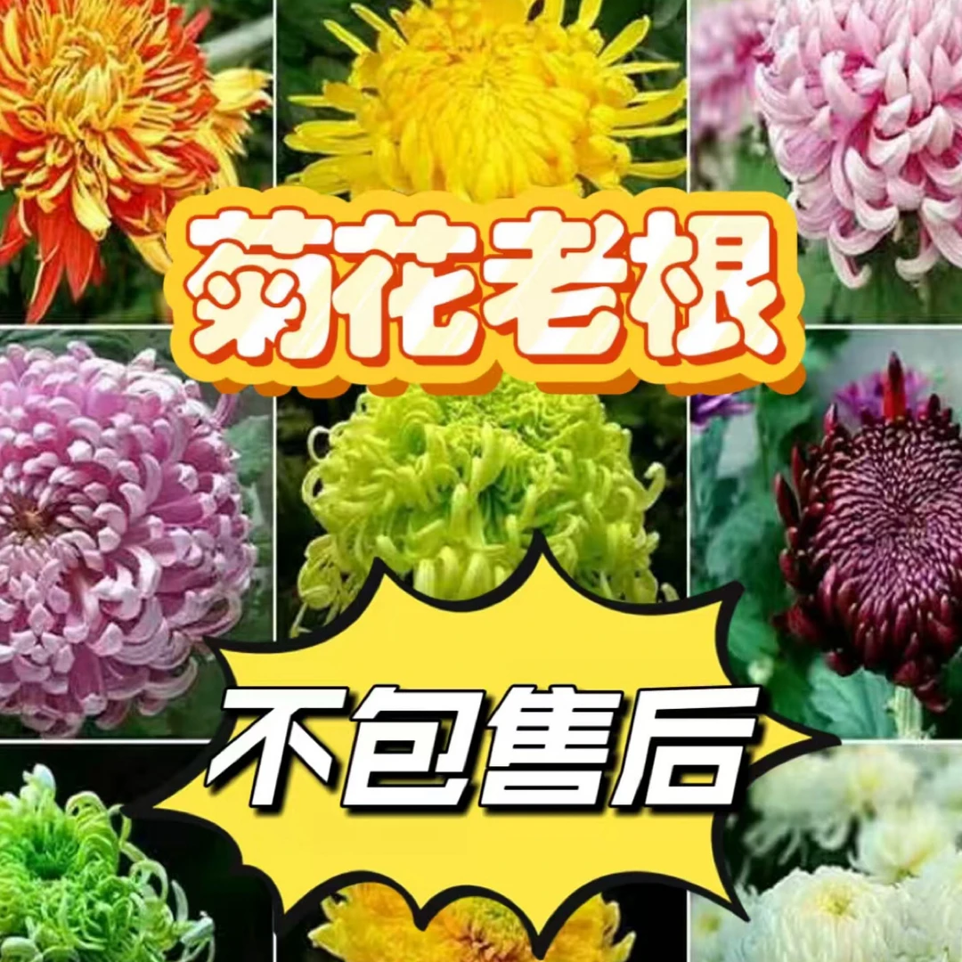 【盘龙圣火】花后根，断枝折损不售后，想留品种的再拍，介意勿拍