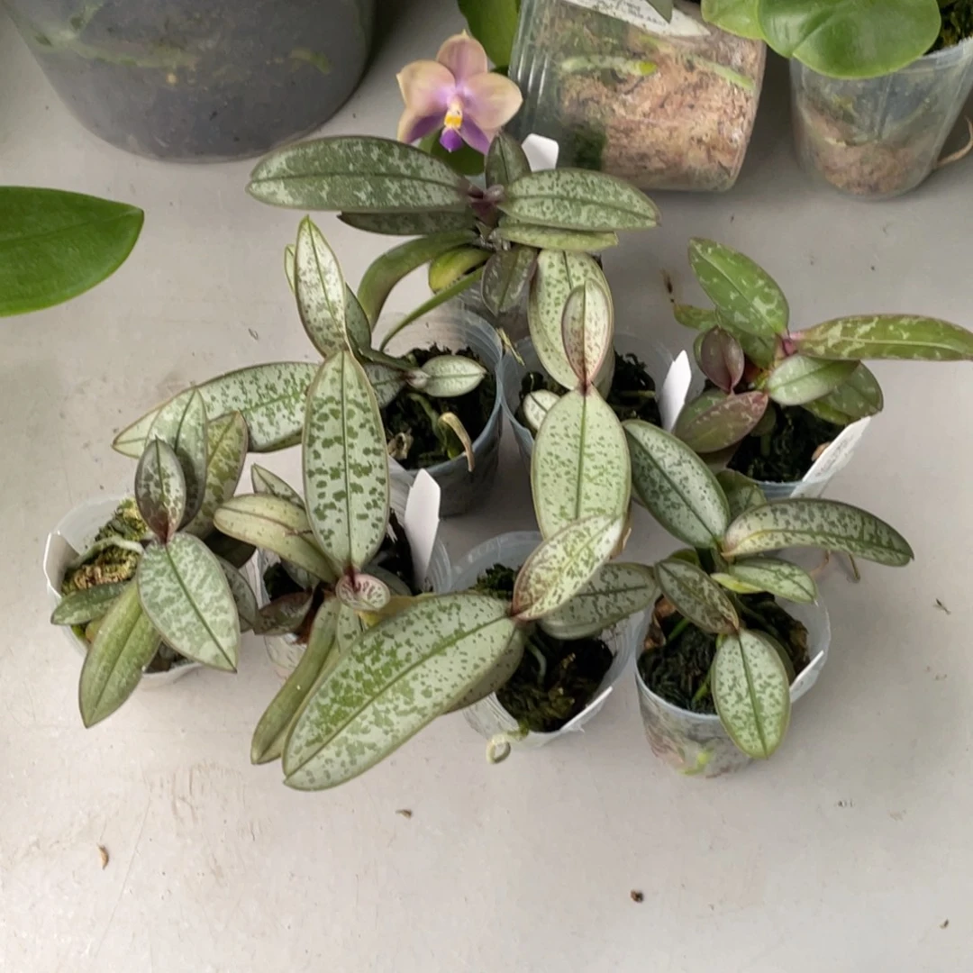 当前无花栽培后可以开花1.7西交会侧芽史苗多头