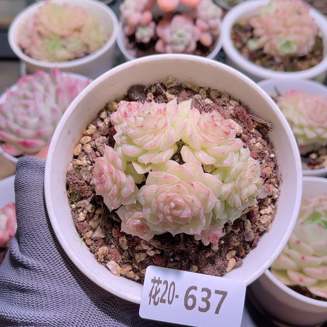 花20-637白天鹅群