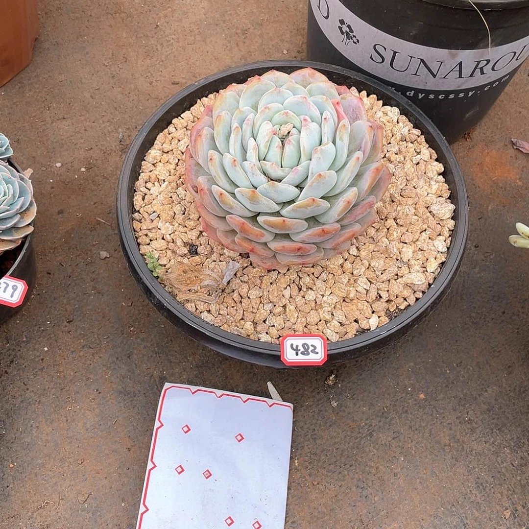 482橙子 一物一拍多肉