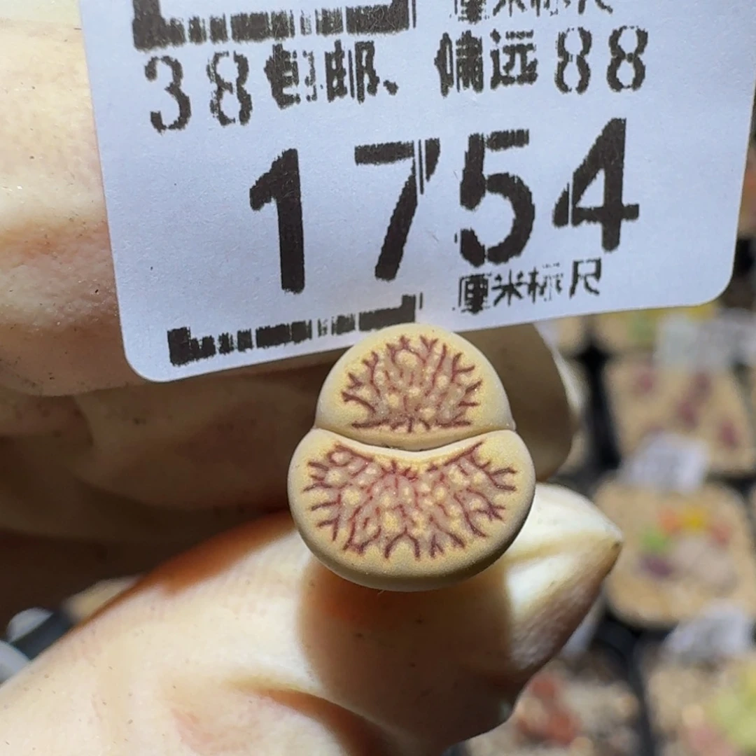 小***乖Ssss精品生石花1754