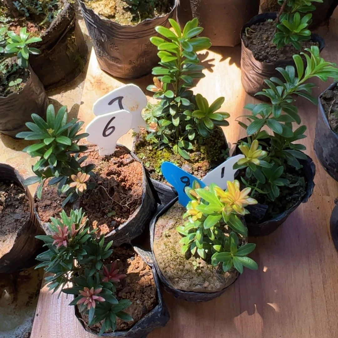 精***店完全开放珍珠罗汉松盆景素材